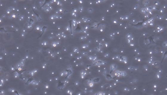 32D小鼠IL-3依赖性细胞的培养方式与质量检测！