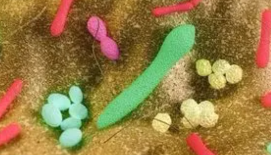 ATCC 17981豬鼻支原體的臨床表現(xiàn)與防治方法！