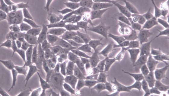 小鼠颅顶前骨细胞亚克隆14的传代方法及其应用！