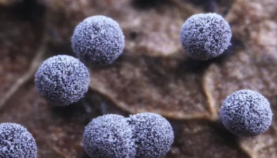 ATCC 23491橘橙指孢囊菌的功效作用與實(shí)驗(yàn)內(nèi)容！