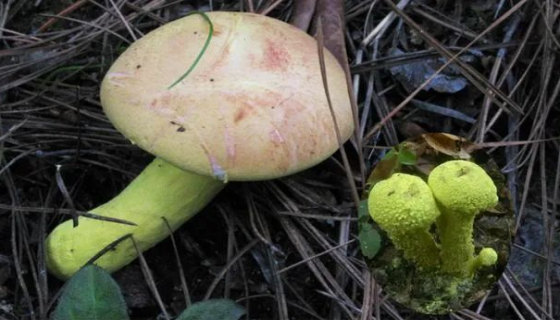 黃藍狀菌——主要用于釀造白酒和產(chǎn)淀粉酶