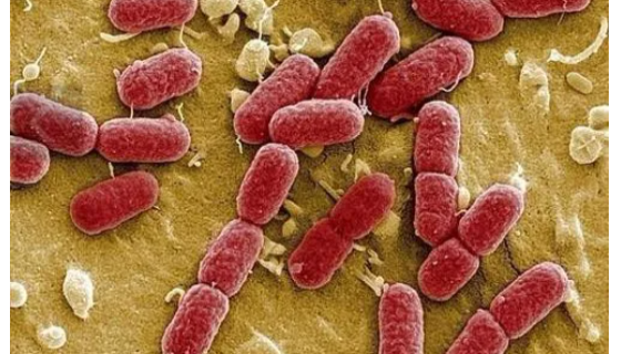 肠出血性大肠杆菌的感染源及控制和预防方法！