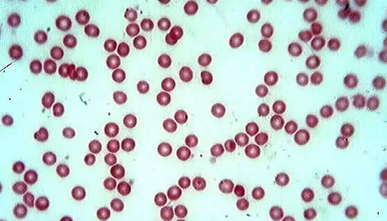用于教學和研究及飼料生產的：法夫駒形氏酵母