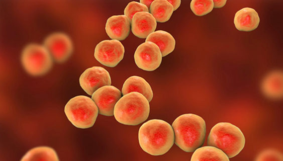 韋榮氏球菌屬（VEILLONELLA）：人類腸道核心菌屬