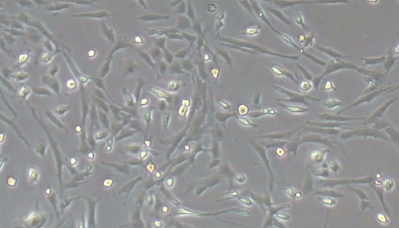 大鼠腸神經(jīng)膠質(zhì)細(xì)胞的運(yùn)輸與保存及使用！