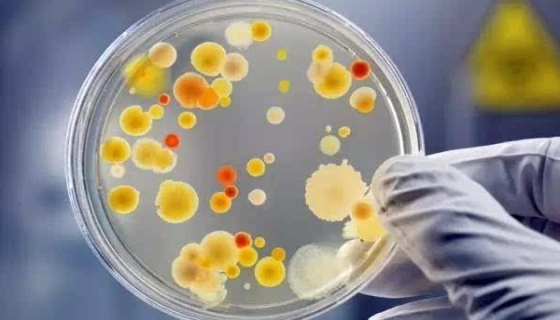 研究发现：微生物有望成为抗癌利器！