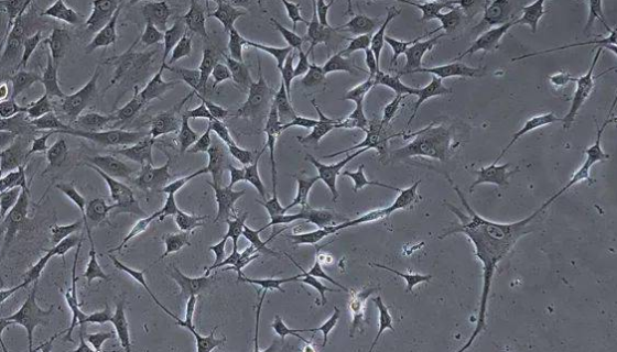 兔主動脈平滑肌細胞的概述與應用及相關研究！