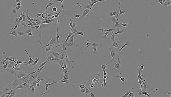 小鼠少突小膠質細胞的運輸和保存及使用方法！