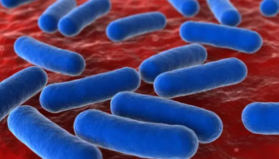 耐藥性鮑曼不動桿菌的耐藥情況與作用機制及研究動態(tài)！