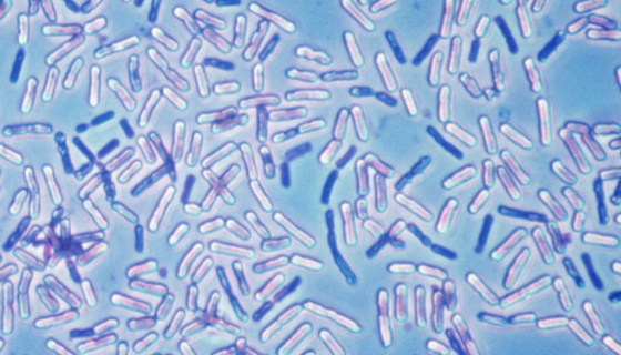 甲基营养型芽孢杆菌在农业上的作用与应用及研究进展！