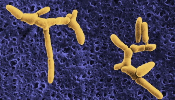 解藻酸弧菌：琥珀酸丰富及具有潜在的抗污损活性