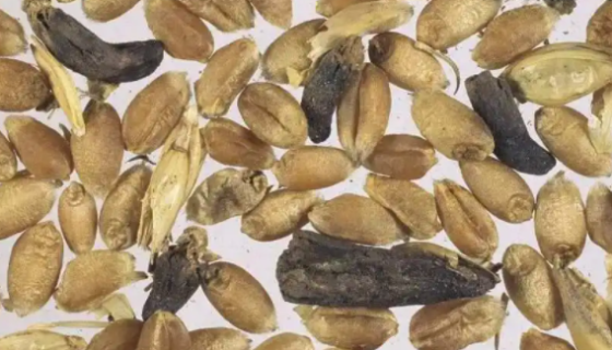 小麥赤霉菌——用于小麥赤霉菌病的防治與研究