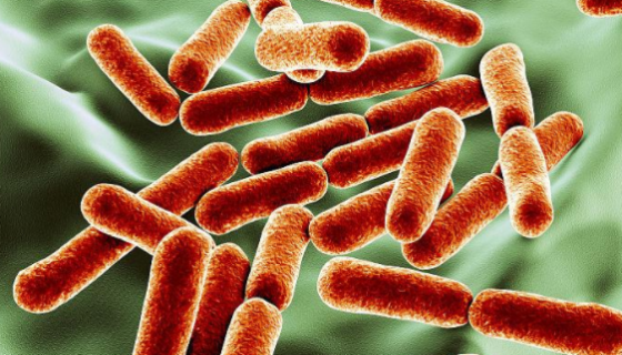 嗜根考克氏菌：指定试验菌种及抗生素效价测定
