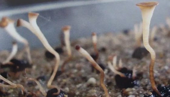 核盤菌的形態(tài)特征與生態(tài)習(xí)性及分布地區(qū)與經(jīng)濟(jì)用途！