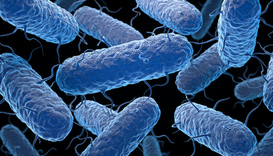 科氏梭菌——主要用于研究和生产及白酒增香