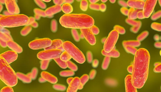 糞產(chǎn)堿桿菌：用于產(chǎn)琥珀酸和葡聚糖及膠質(zhì)類物質(zhì)