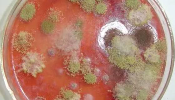 紅曲霉菌的物種介紹與生活環(huán)境及主要價(jià)值！