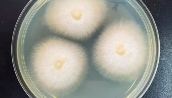 ATCC 90246串珠鐮孢菌的培養(yǎng)形態(tài)與病害癥狀！