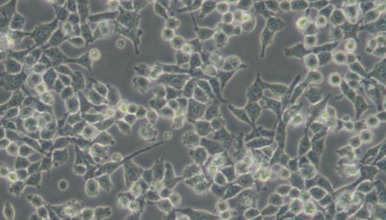 大鼠雪旺細(xì)胞的知識(shí)概述與應(yīng)用及相關(guān)研究！