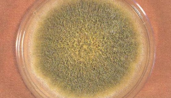 正灰綠青霉的形態(tài)特征與生產(chǎn)條件及應(yīng)用領(lǐng)域！