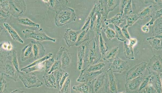 TCCSUP人膀胱移行細(xì)胞癌貼壁細(xì)胞系的應(yīng)用！