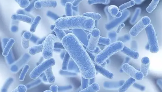 素宇宙“副干酪乳桿菌：促進(jìn)腸道健康的益生菌”