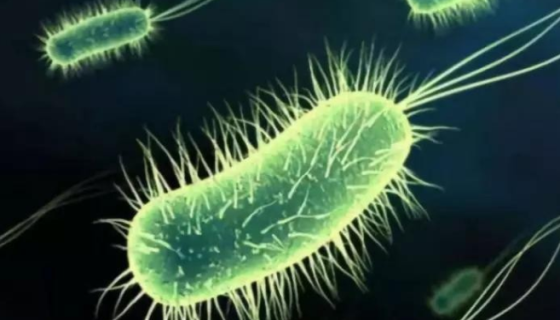 蛭弧菌的分布和分離及應(yīng)用價(jià)值與應(yīng)用中存在的問題！