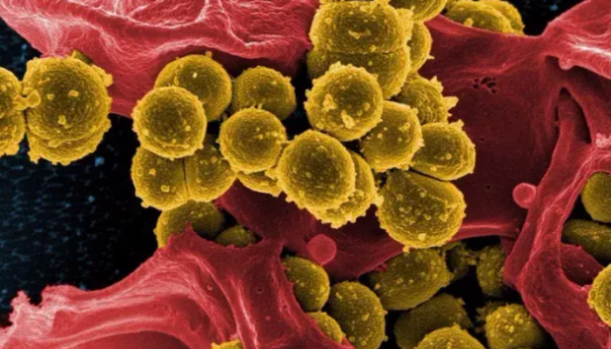 從土壤到餐桌：糞腸球菌的多重農(nóng)業(yè)應(yīng)用！