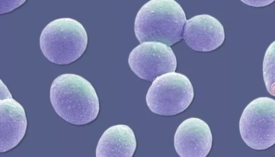 拜耳接合酵母——用于教學(xué)與研究及釀造醬油