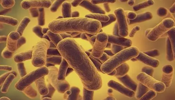 對原核微生物轉(zhuǎn)錄組測序的知識與概述及應(yīng)用！