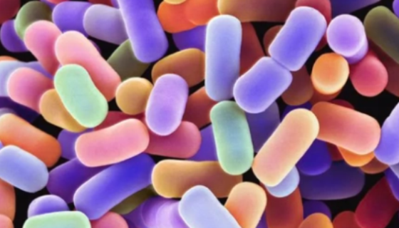 乳酸菌在食品工業(yè)中的作用及應用有哪些？