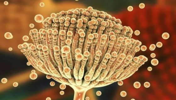 赭曲霉——主要用于研究和生產(chǎn)及釀造燒酒