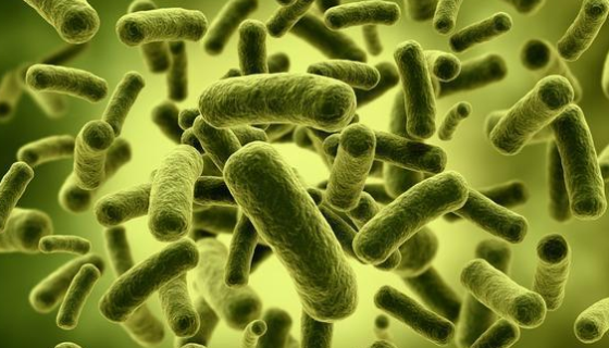 青枯假單胞菌——用途為檸檬桉青枯病病源菌