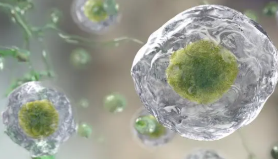 腸道微生物：解析肥胖與瘦身之間的微生物密碼！