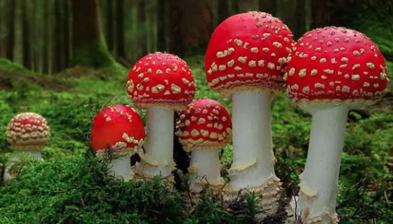 毒蠅鵝膏菌的功效作用與臨床癥狀及治療方法！