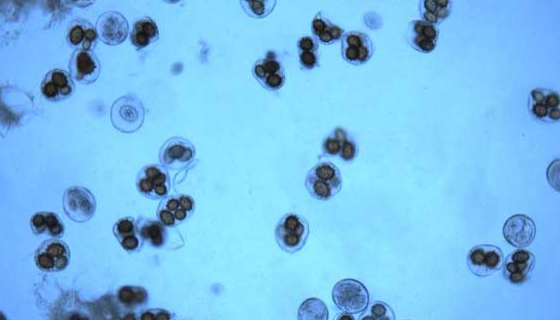 ATCC 20460解脂亞羅酵母的形態(tài)特征與注意事項(xiàng)！