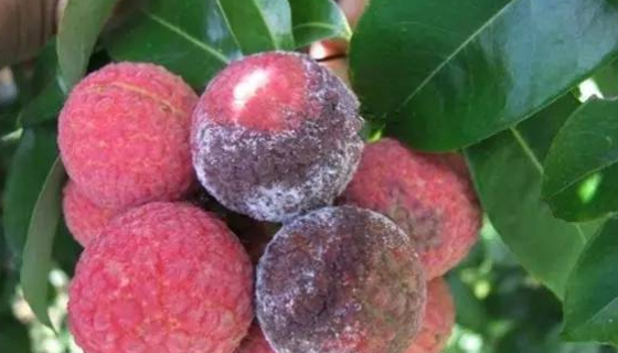 荔枝炭疽病菌的病原特征與為害癥狀及防治方法！