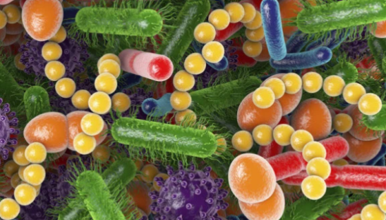 糞腸球菌揭密——提升養(yǎng)殖效益的秘密武器！