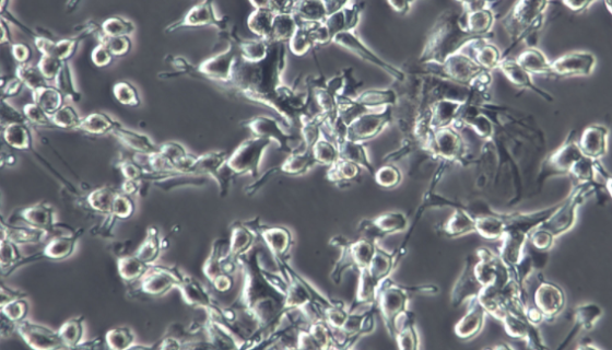 倉鼠腎成纖維細(xì)胞的培養(yǎng)操作與應(yīng)用及相關(guān)研究！