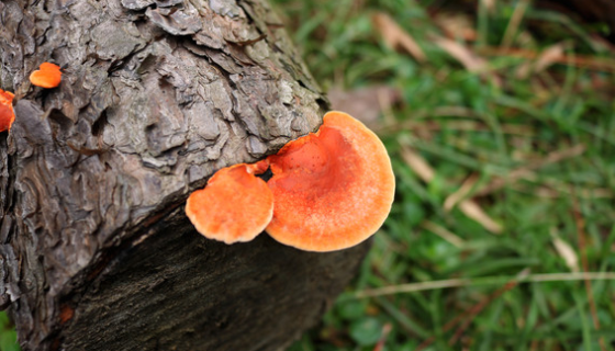 朱紅栓菌的生長環(huán)境與分布范圍及主要價值！