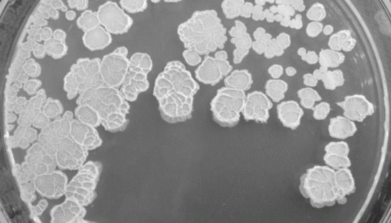 解淀粉芽孢桿菌在農(nóng)業(yè)應(yīng)用中的潛力有哪些？