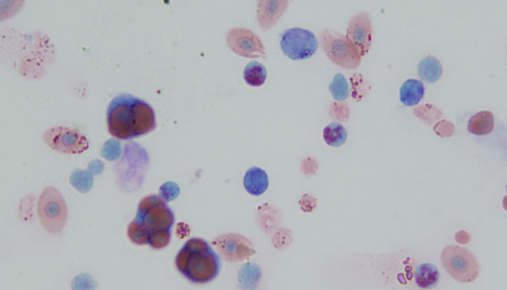 雞氣管黏膜上皮細(xì)胞永生化的特性與注意事項(xiàng)！