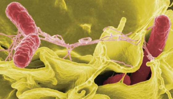 水生拉恩氏菌的保存條件與注意事項(xiàng)有哪些？