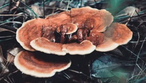 食藥用菌——雷丸菌的藥理作用與注意事項(xiàng)有哪些？