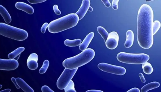 胎兒彎曲桿菌性病亞種PCR試劑盒的知識(shí)與應(yīng)用！