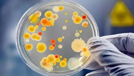 食品微生物能力验证——菌落总数检测操作过程！