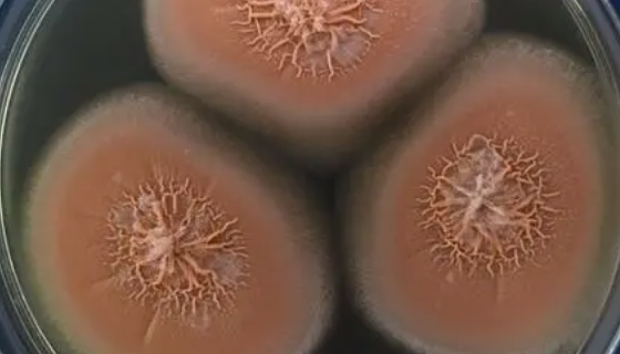 擬枝孢鐮刀菌——用于該菌種群遺傳學(xué)研究