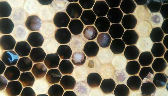 ATCC 35311 蜂房蜜蜂球菌的特點(diǎn)與優(yōu)勢(shì)及培養(yǎng)！