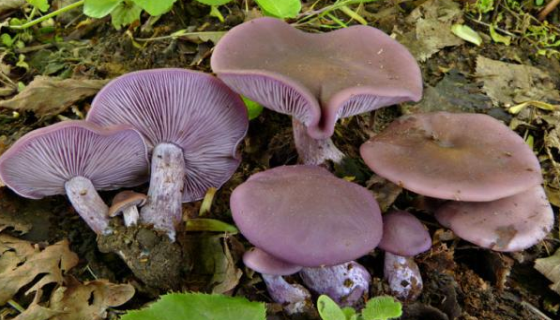 花臉香蘑的生物特性與生長環(huán)境及栽培技術(shù)與主要價值！