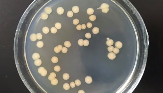 巨大芽孢杆菌：新时代畜牧业中的“神奇微生物”